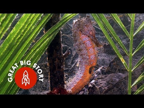Building a Secret World for Seahorses