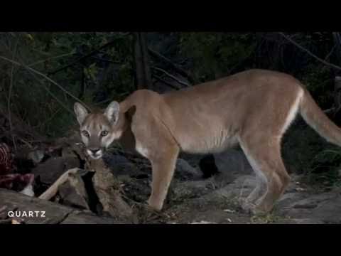 Tracking Mountain Lions in Los Angeles